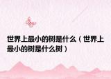 世界上最小的樹是什么（世界上最小的樹是什么樹）