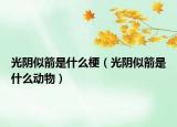 光陰似箭是什么梗（光陰似箭是什么動物）