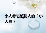 小人參它超粘人的（小人參）