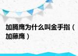 加騰鷹為什么叫金手指（加藤鷹）