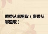 麝香從哪里?。晗銖哪睦锶。? /></span></a>
                        <h2><a href=
