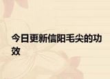 今日更新信陽毛尖的功效