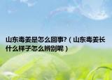 山東毒姜是怎么回事?（山東毒姜長什么樣子怎么辨別呢）