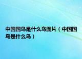 中國國鳥是什么鳥圖片（中國國鳥是什么鳥）