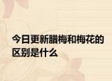 今日更新臘梅和梅花的區(qū)別是什么