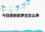 今日更新紫羅蘭怎么養(yǎng)