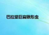 巴拉望巨扁鍬形蟲