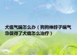 犬瘟氣喘怎么辦（狗狗伸脖子喘氣急促得了犬瘟怎么治療）