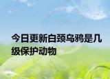 今日更新白頸烏鴉是幾級保護動物