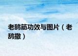 老鴰筋功效與圖片（老鴰撒）