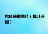 桃葉珊瑚圖片（桃葉珊瑚）