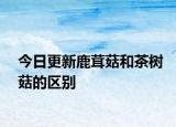 今日更新鹿茸菇和茶樹(shù)菇的區(qū)別