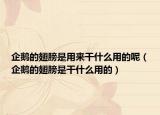 企鵝的翅膀是用來干什么用的呢（企鵝的翅膀是干什么用的）