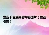 愛亞卡普詹森老種鴿圖片（愛亞卡普）