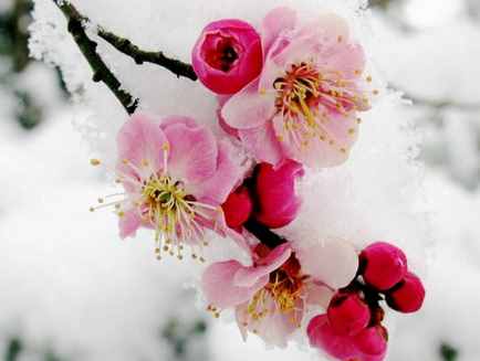 12月份什么花開 一到十二月都是什么花