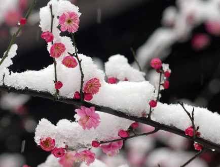12月份什么花開 一到十二月都是什么花