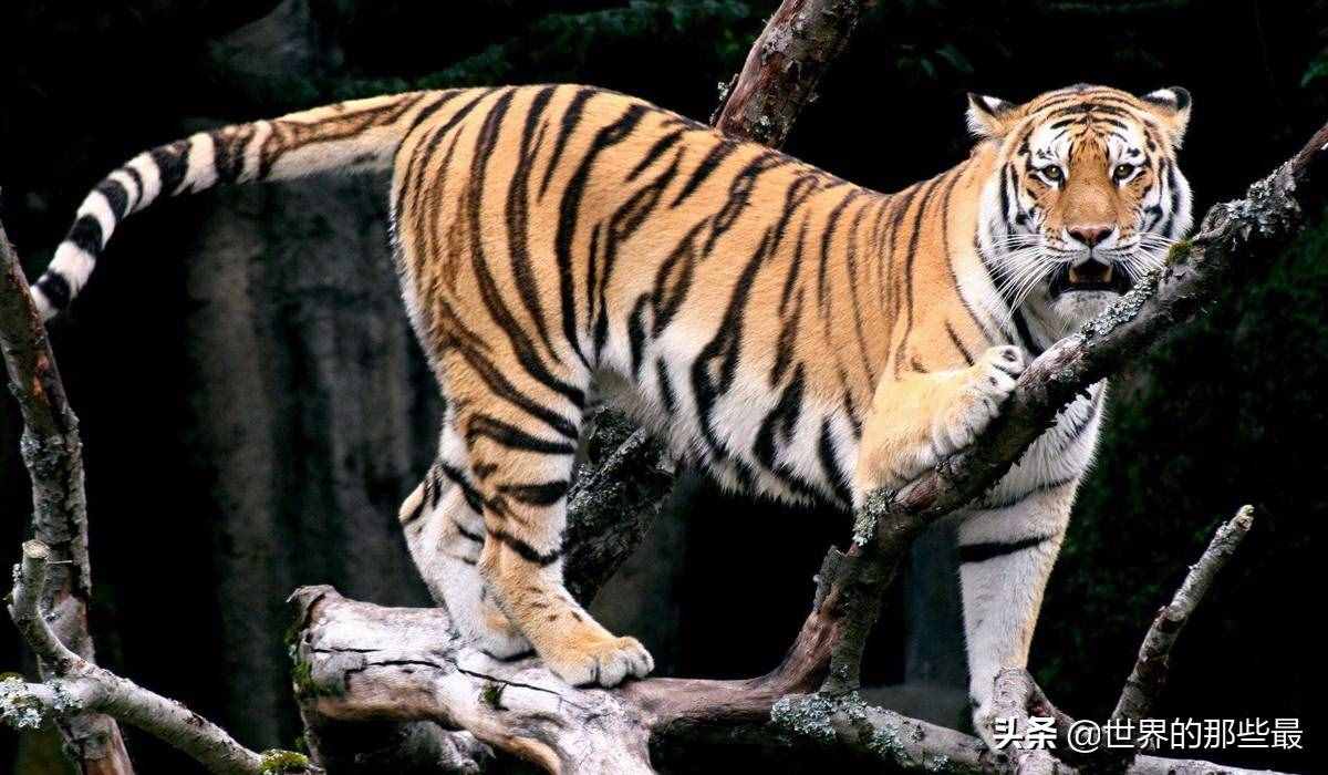 獅子的前三強(qiáng)，老虎的前三強(qiáng)，對(duì)比一下就知道它們的差距有多大