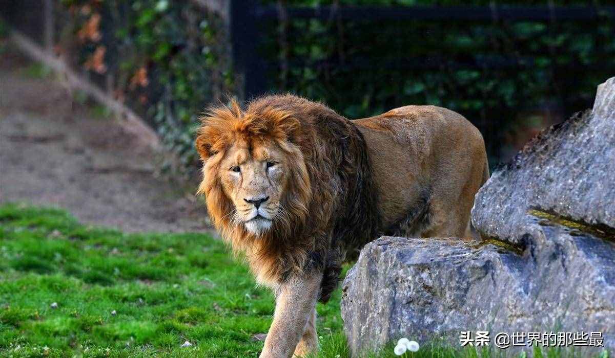 獅子的前三強(qiáng)，老虎的前三強(qiáng)，對(duì)比一下就知道它們的差距有多大