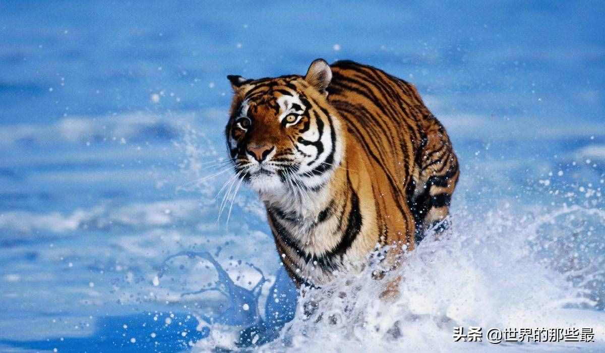 獅子的前三強(qiáng)，老虎的前三強(qiáng)，對(duì)比一下就知道它們的差距有多大
