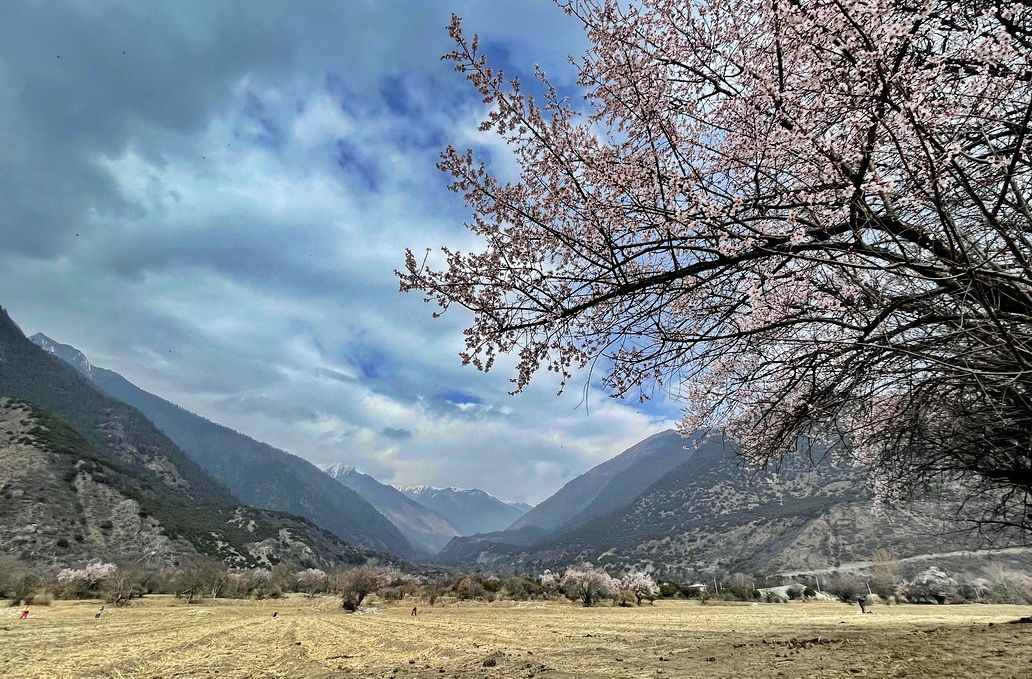 攝影人川藏自駕：林芝最好桃花在哪兒？收門(mén)票的索松村是桃花源嗎