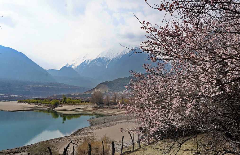 攝影人川藏自駕：林芝最好桃花在哪兒？收門(mén)票的索松村是桃花源嗎