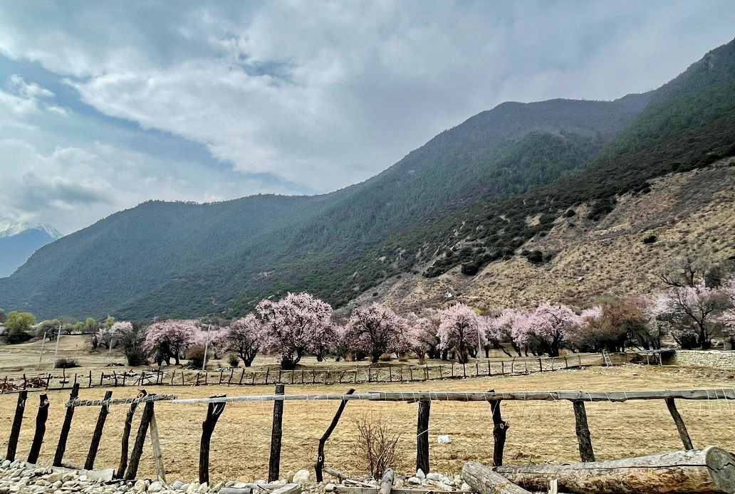 攝影人川藏自駕：林芝最好桃花在哪兒？收門(mén)票的索松村是桃花源嗎