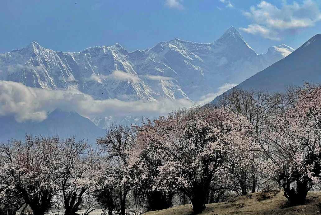 攝影人川藏自駕：林芝最好桃花在哪兒？收門(mén)票的索松村是桃花源嗎