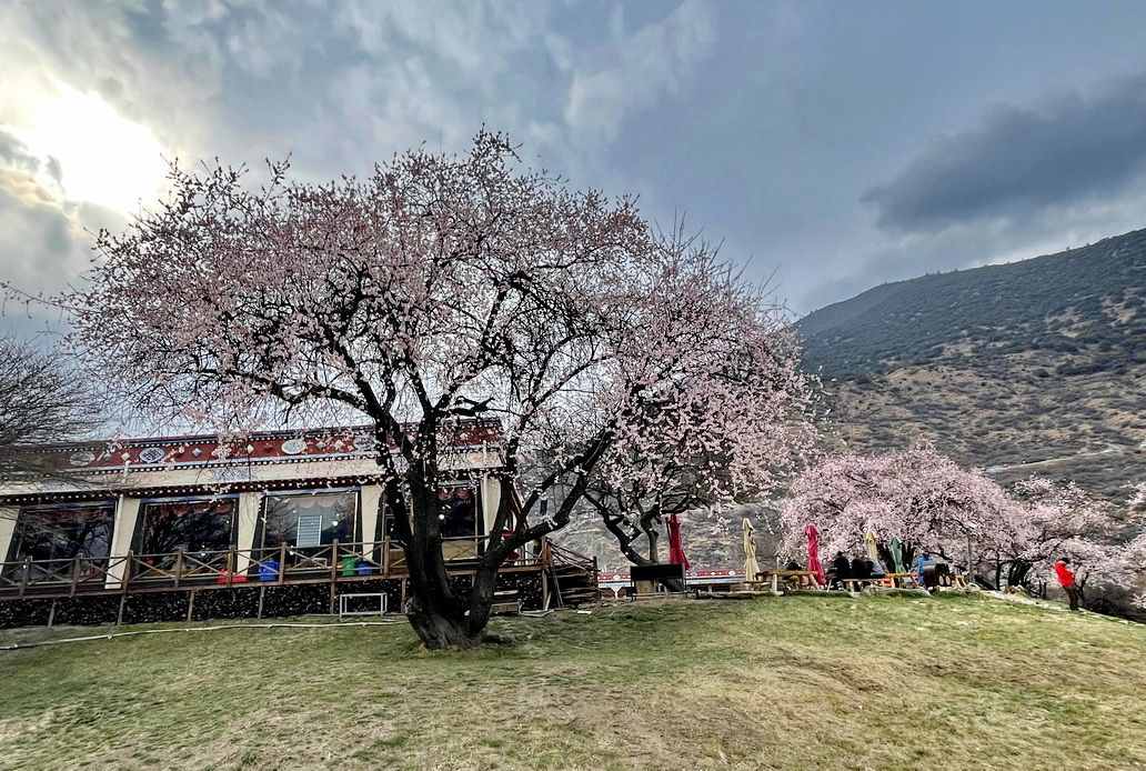 攝影人川藏自駕：林芝最好桃花在哪兒？收門(mén)票的索松村是桃花源嗎
