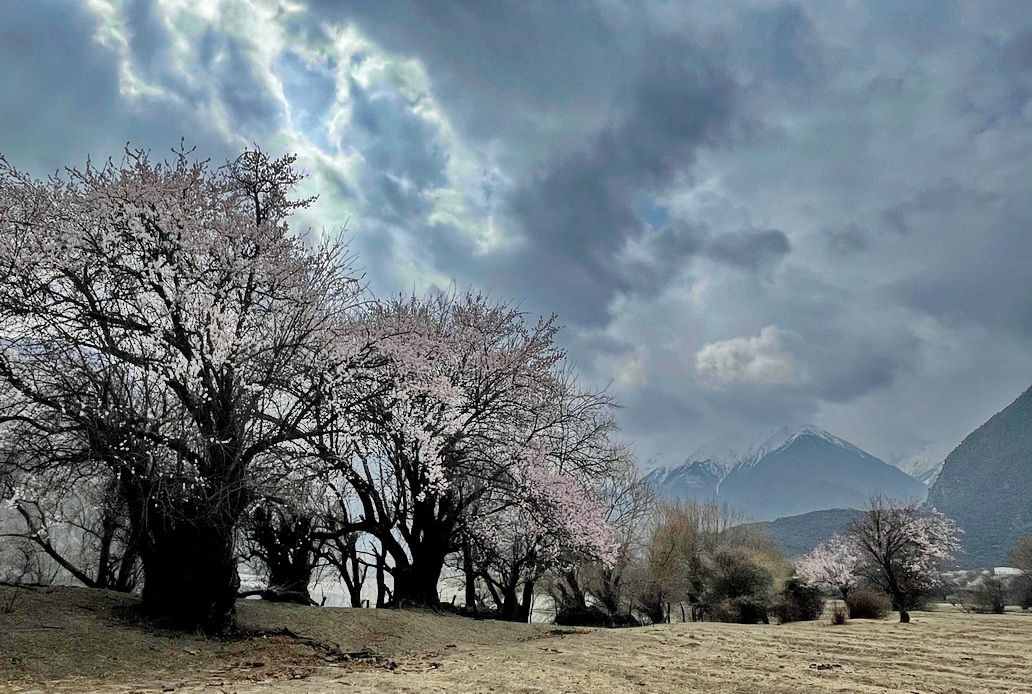 攝影人川藏自駕：林芝最好桃花在哪兒？收門(mén)票的索松村是桃花源嗎