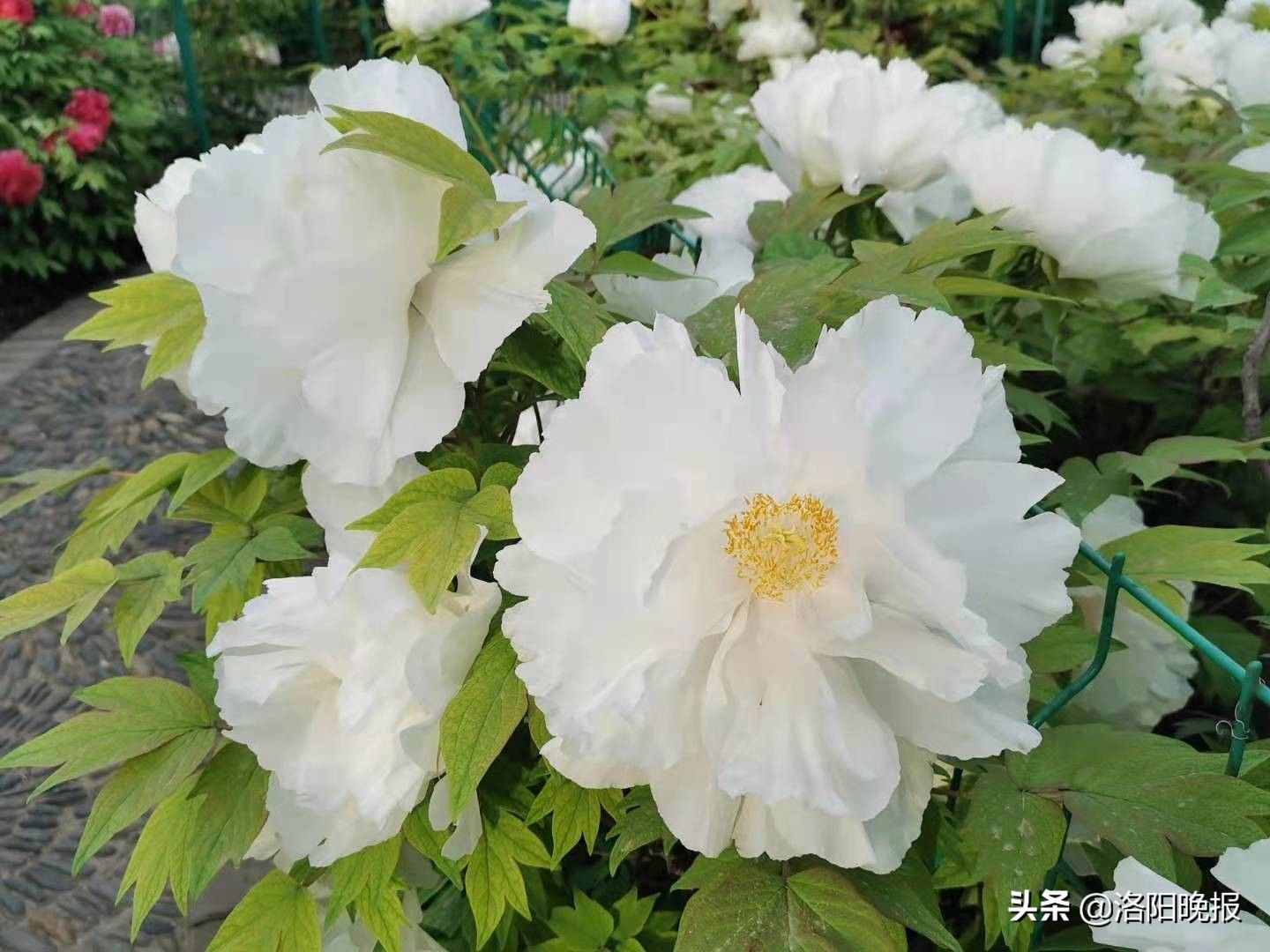 連鶴：自帶仙氣兒的白牡丹