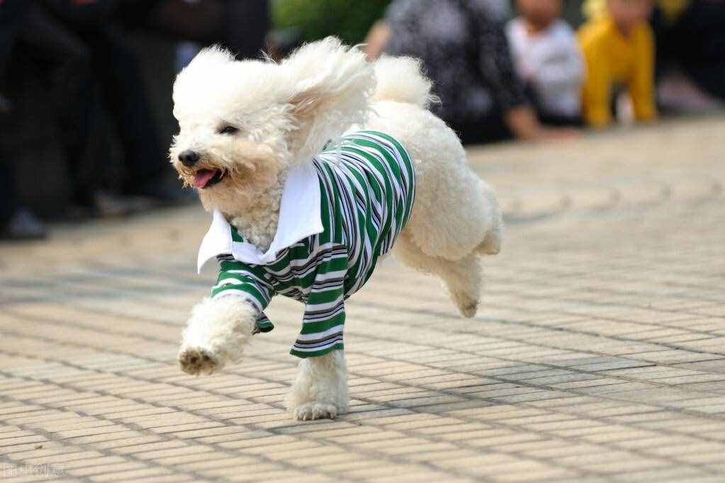 可愛又美麗的貴賓犬，關(guān)于它的冷知識，你知道多少呢？