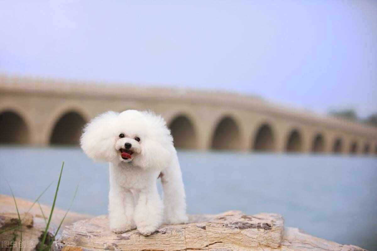 可愛又美麗的貴賓犬，關(guān)于它的冷知識，你知道多少呢？