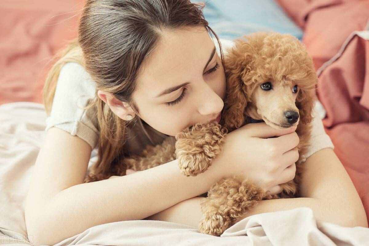 可愛又美麗的貴賓犬，關(guān)于它的冷知識，你知道多少呢？