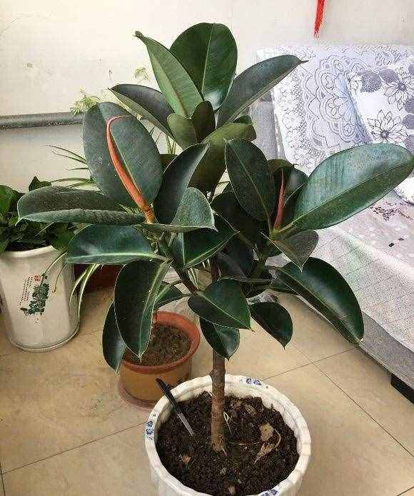 橡皮樹的修剪技巧，“攔腰”剪一刀，“開枝散葉”，枝繁葉茂