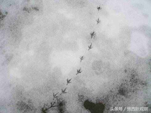 為什么千百年來世事通達(dá)的人，常用“雪泥鴻爪”自喻？