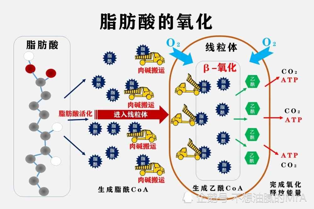 減肥喝左旋肉堿真的有用嗎？