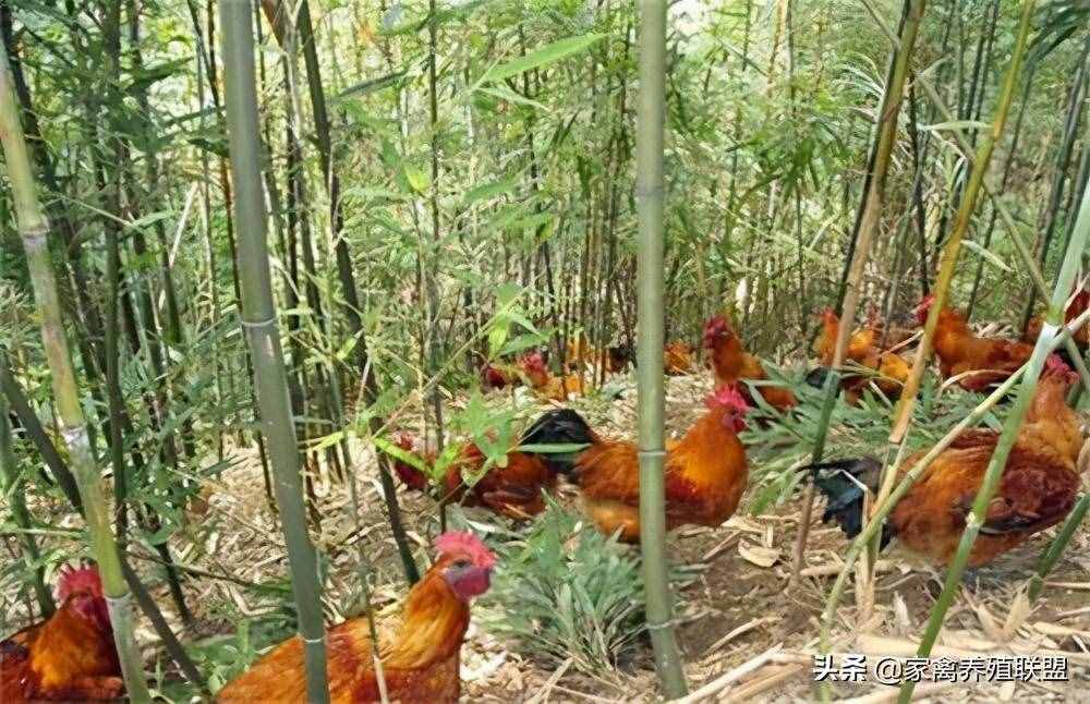 林下養(yǎng)雞如何選擇最適合的場(chǎng)地？第三種可遇而不可求
