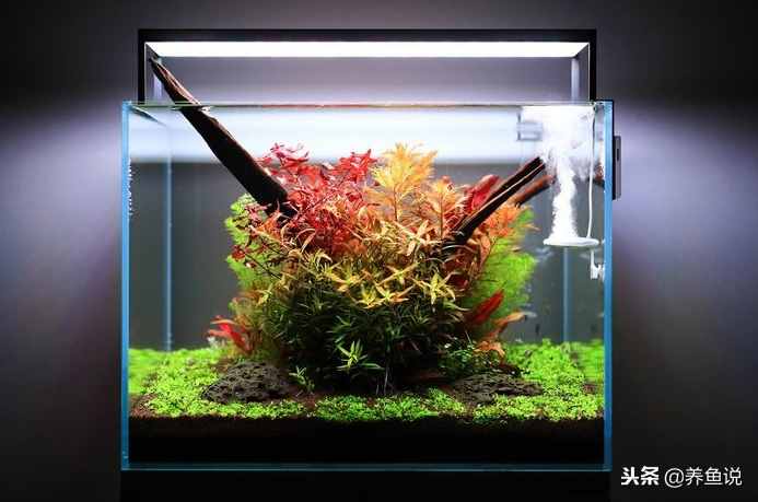 硝化細菌在養(yǎng)魚時具體發(fā)揮什么作用？原來它們不只是一種細菌而已