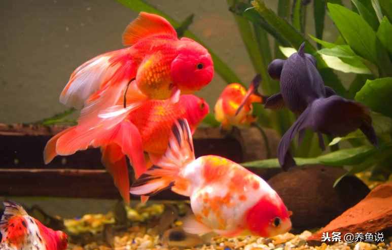 硝化細菌在養(yǎng)魚時具體發(fā)揮什么作用？原來它們不只是一種細菌而已