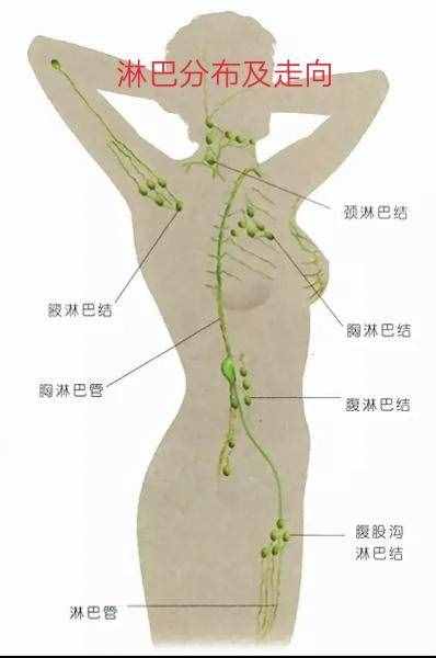 頸部淋巴、腋下淋巴按摩用處多，圖示簡易流程和3大注意事項