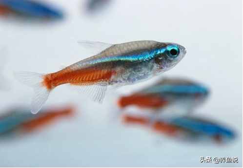 觀賞魚為啥跳出魚缸自尋短見？了解魚類身上的基因密碼，避免損失