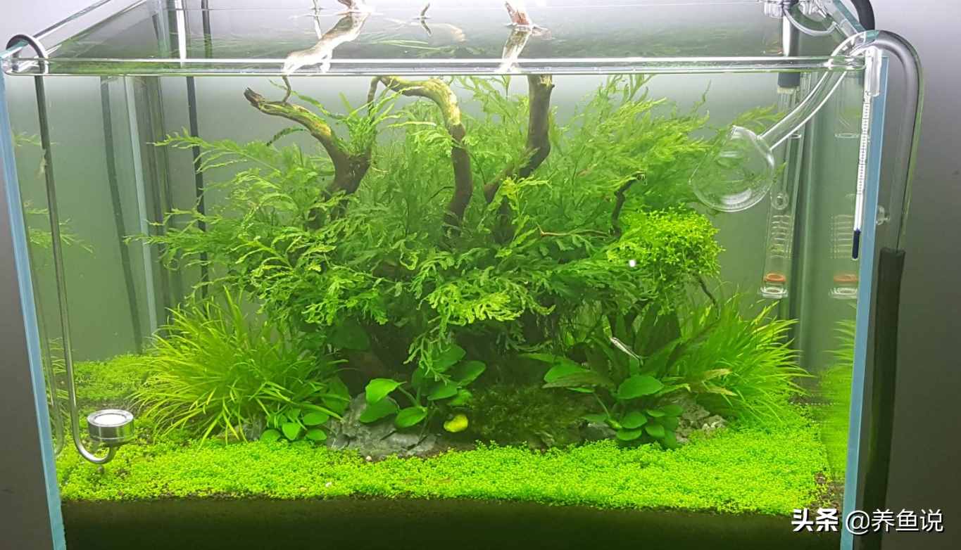 觀賞魚為啥跳出魚缸自尋短見？了解魚類身上的基因密碼，避免損失