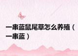 一串藍(lán)鼠尾草怎么養(yǎng)殖（一串藍(lán)）