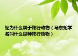 蛇為什么屬于爬行動物（馬東蛇學名叫什么是種爬行動物）