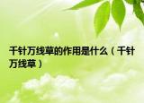 千針萬(wàn)線草的作用是什么（千針萬(wàn)線草）
