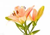 女孩子的花（4種花最適合女生養(yǎng)）