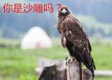 沙雕什么意思（罵別人沙雕是什么意思）