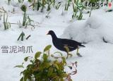 雪泥鴻爪是形容（常用雪泥鴻爪自喻）