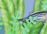 觀賞魚繁殖（觀賞魚怎么繁殖）