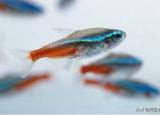 魚從魚缸里跳出來（跳出魚缸自尋短見）